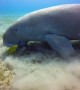 Majestic Sea Cow Grazes on Seagrass