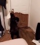 Dog decimates door in order to go outside
