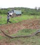 Four-metre long python caught in farmer's field