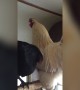 Chickens have a Cluck-Off