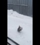 Cat catching snow makes the most of Canada's winter weather