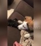 It must be puppy hate! Owner catches kitten after dog nudges it off sofa