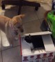 Dog and Cat play Intense Game of Peek-a-Boo
