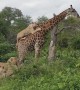 Moment lion ambushes lone giraffe by jumping onto its back