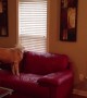 Clever dog manages to find treats hidden around the house