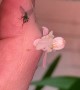 Feeding Time for Pink Orchid Mantis