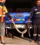 Driver finds 5ft long monitor lizard hiding under his car