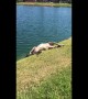 Oblivious dog rolls around until it lands head first in lake