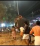 Panic and chaos as elephant taking part in religious ceremony runs loose in South India temple