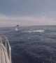Mako Shark Goes Airborne Trying to Unhook Itself