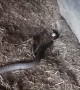 Cranky Eastern Brown Snake Caught in Chicken Coup