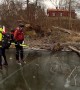 Wild boar heroically rescued from frozen lake