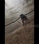 Puppy fetches stick from river, ends up with tree!