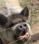 Kunekune Pig is Ready for a Snack
