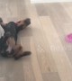 Puppy pretends to play in order to sneak up and steal sister's food