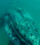Scary moment shows whale smashing diver\'s camera