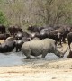 Lone rhino scares buffalo herd away from watering hole so he can have a bath