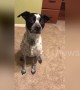 Adorable dog bops to the beat of his favourite Macklemore song