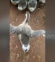 Sassy goose catwalks in a funny way after the rest of its gaggle