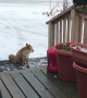 Alaskan Wildlife Greets Woman at Front Door