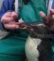 Rocky the penguin incurs envy of friend after getting special squid snacks