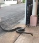 Large python caught in woman's front yard