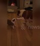 Adorable moment mother bulldog pats her puppy on head