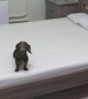 Dachshund puppy loses his when allowed to play on the bed