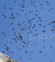 Stunning footage shows flock of choughs menaced by lone golden eagle