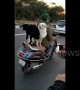 Two dogs balance on the backseat of a scooter and ride into the sunset