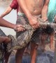 Thai teenagers help rescuing escaped crocodile feasting in fish pond