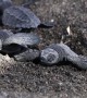 Baby turtles emerge from the sand after hatching under Guatemalan beach