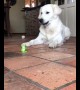 Golden retriever vs toy frog