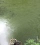 Fish Flock to Fresh Water