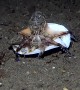 Octopus Uses a Shell for Shelter
