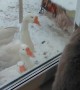 Cute Cat Plays with Geese Through Window