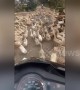 What the duck? Feathered flock blocks road, frustrating motorcyclist