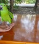 Amazing Acrobat Parrot Somersault Trick