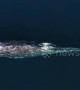 Drone films celebrity whale 'Scarback' swimming off Southern California
