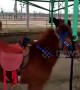 Carousel with real horses in Chinese zoo angers visitors
