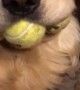 Dog's Mouth Stuffed with Tennis Balls