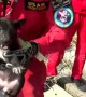 Four puppies rescued after spending two days trapped under concrete electricity posts
