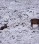 Herd of red deer frolic in Highlands winter snow