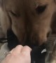 Dog Likes to Steal and Smell Shoes