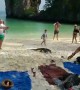 Giant monitor lizard walks on packed tourist beach in Thailand