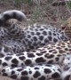 Naughty leopard cub spotted chewing his mum's tail