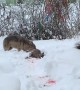 Sick Wolf  Hunts a Deer in the Yard