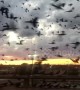'Bird-pocalypse' takes over the skies on a Texas highway