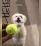 Desperate dog has hilarious way of begging for toys
