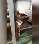 Clever calf uses tongue to open door to its enclosure